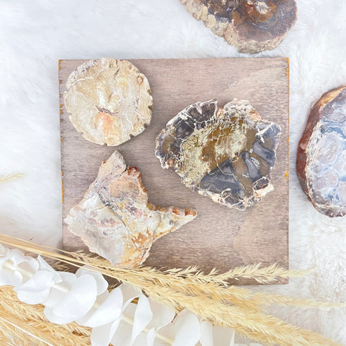 Fossilized Petrified Wood